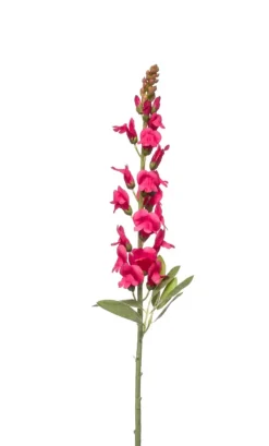 Antirrhinum spray beauty 78cm
