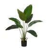 Bananen boom in pot