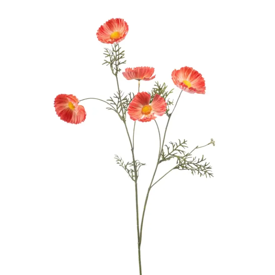 Cosmos spray oranje 70cm