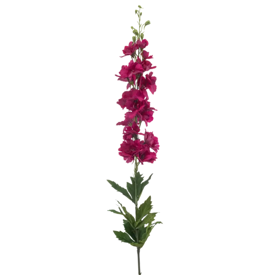 Delphinium spray fuchsia