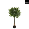 Pachira in pot groen - h80xd60cm