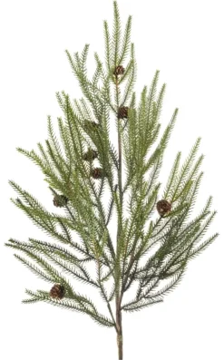 Pine branch met cones