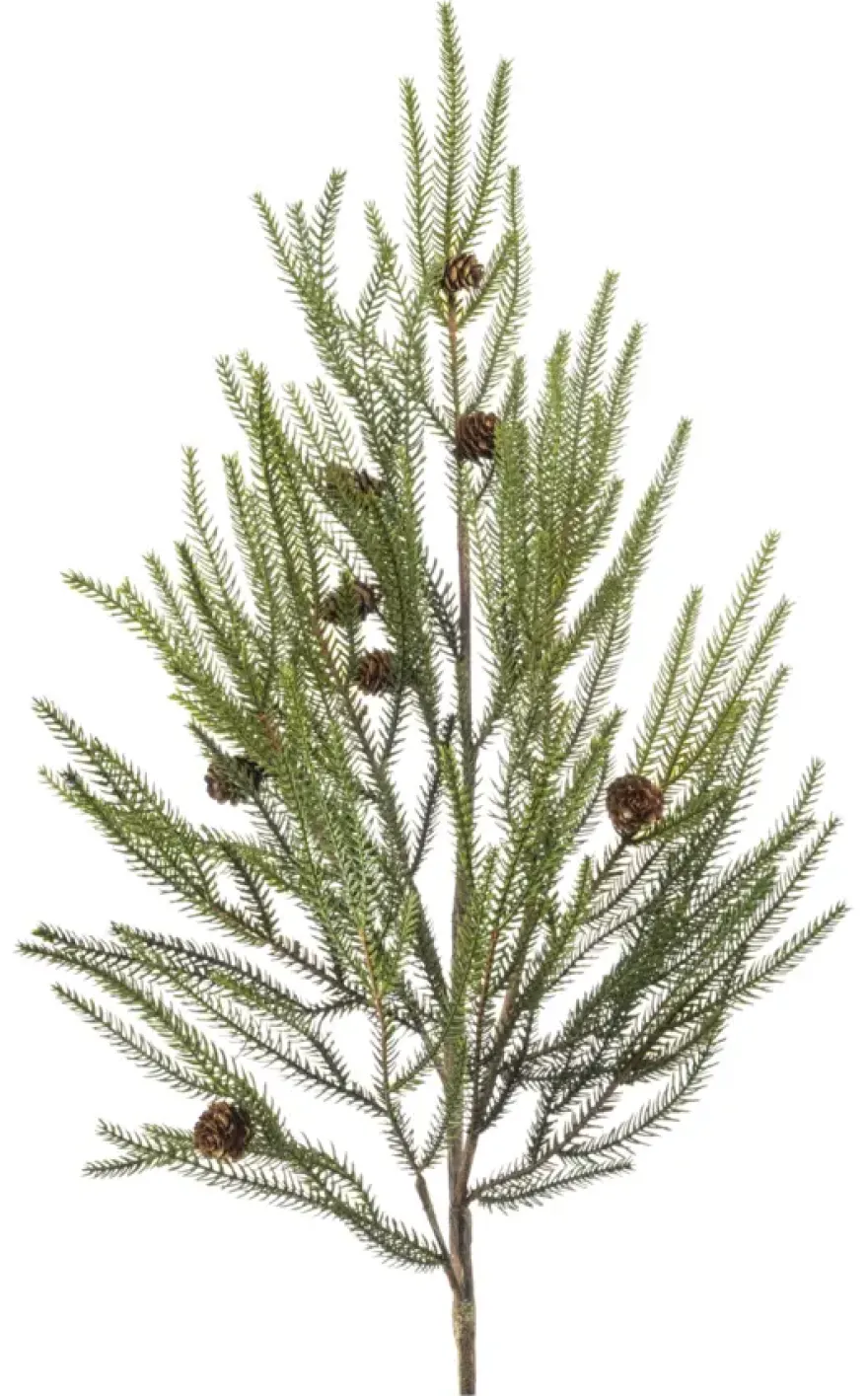 Pine branch met cones
