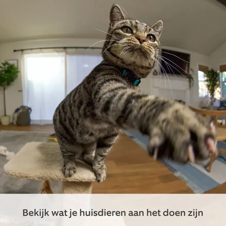 Ring Pan & Tilt Indoor Cam Zwart